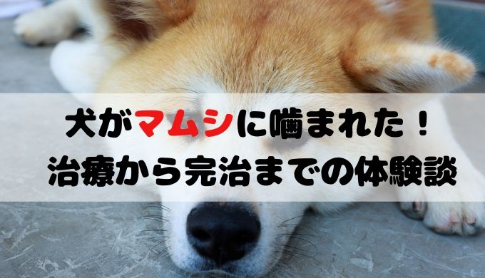 犬がマムシに噛まれた 大丈夫 治療の経過から治るまでの体験談 猫田ちょ子の西松屋とセール大好き